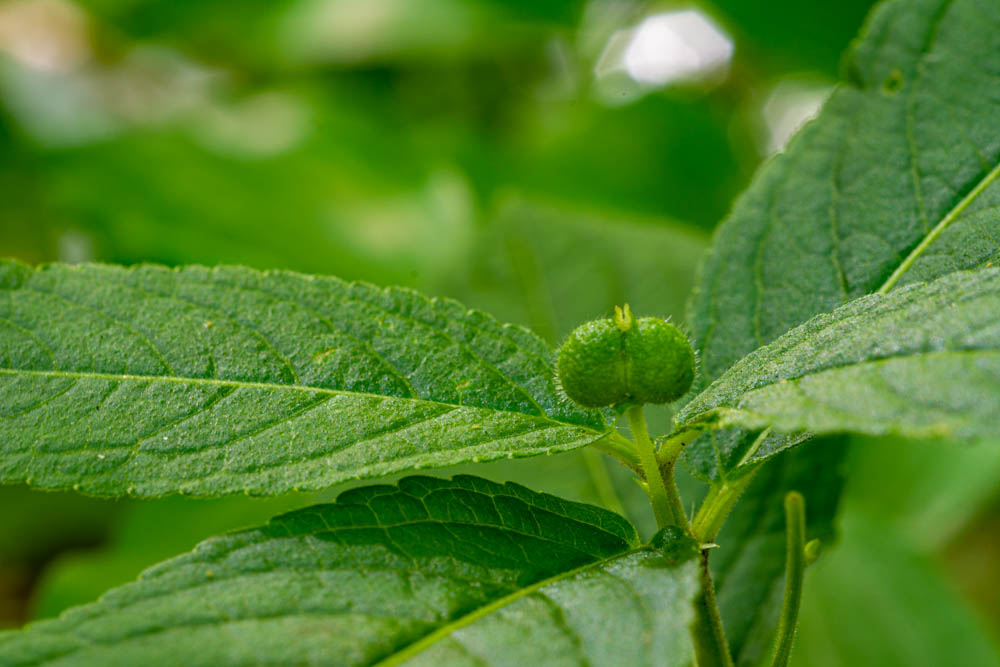 Mercurialis perennis